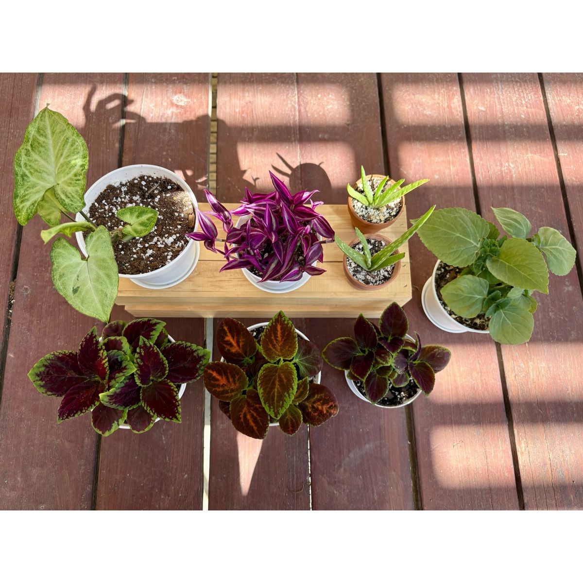 Potted House Plants- Pink Paradise Tradescantia, Arrow Head Syngonium, Aloe Vera, and Coleus