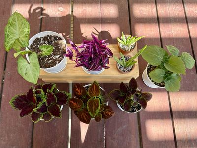 Potted House Plants- Pink Paradise Tradescantia, Arrow Head Syngonium, Aloe Vera, and Coleus