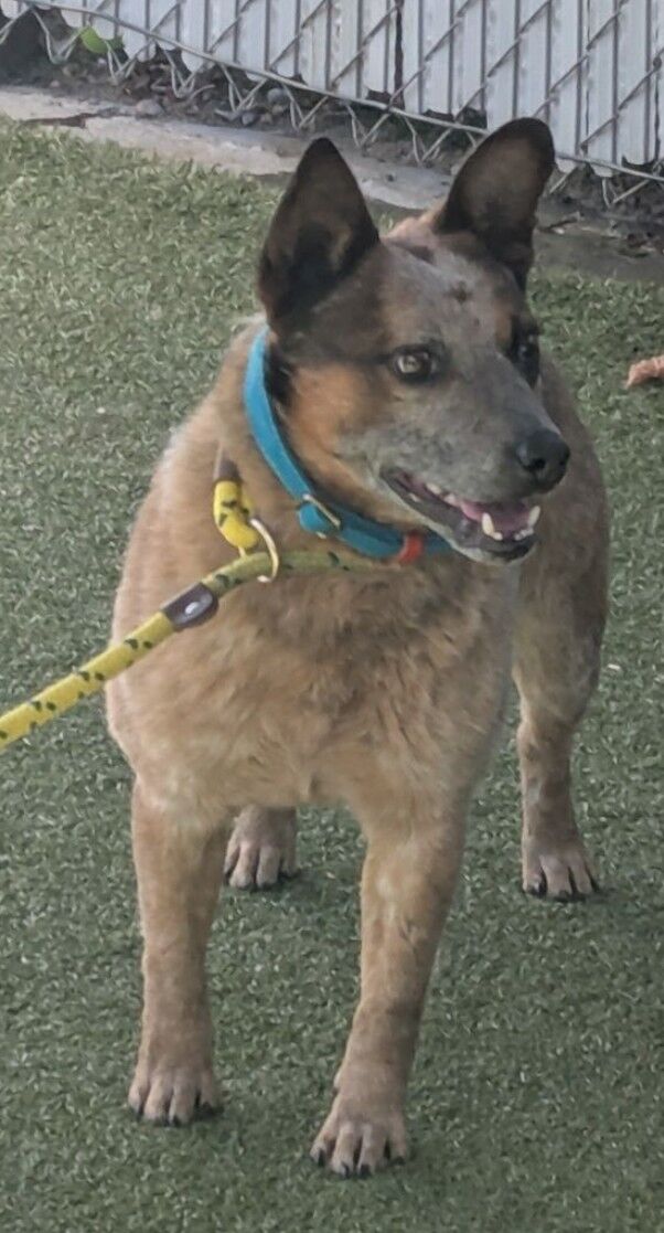 Missing Australian Cattle Dog