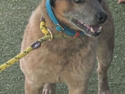 Missing Australian Cattle Dog