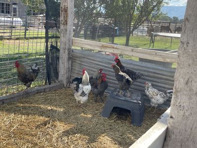 Roosters