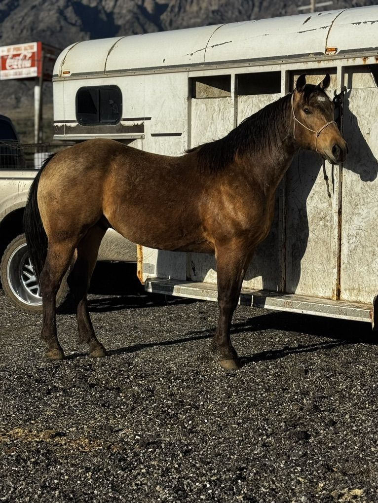 Ruby Buckle PC Redwood Manny Gelding