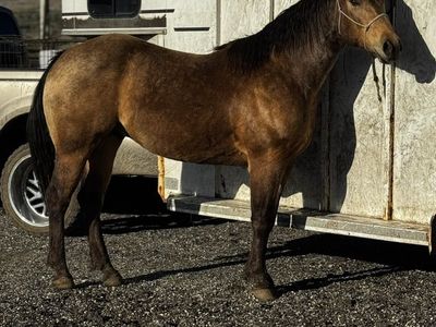 Ruby Buckle PC Redwood Manny Gelding