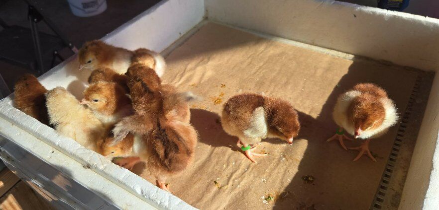 Rhode Island Red Chicks
