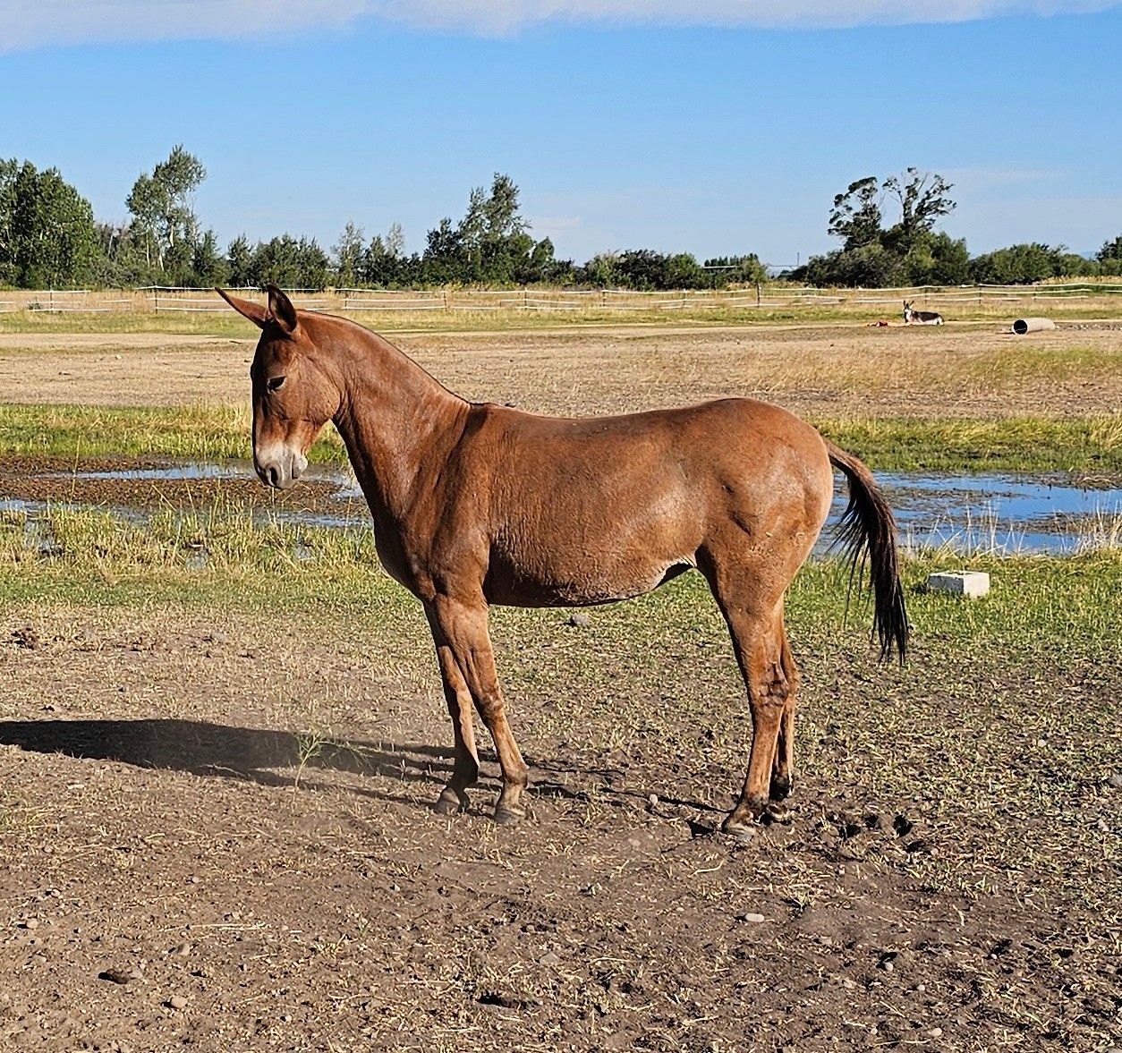 13 1/2hh Pack Mule for sale