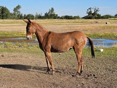 13 1/2hh Pack Mule for sale