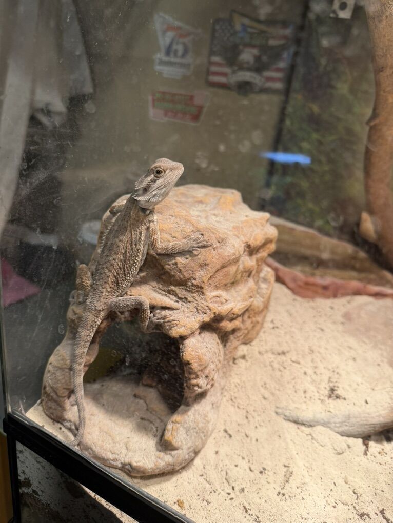 Bearded Dragon