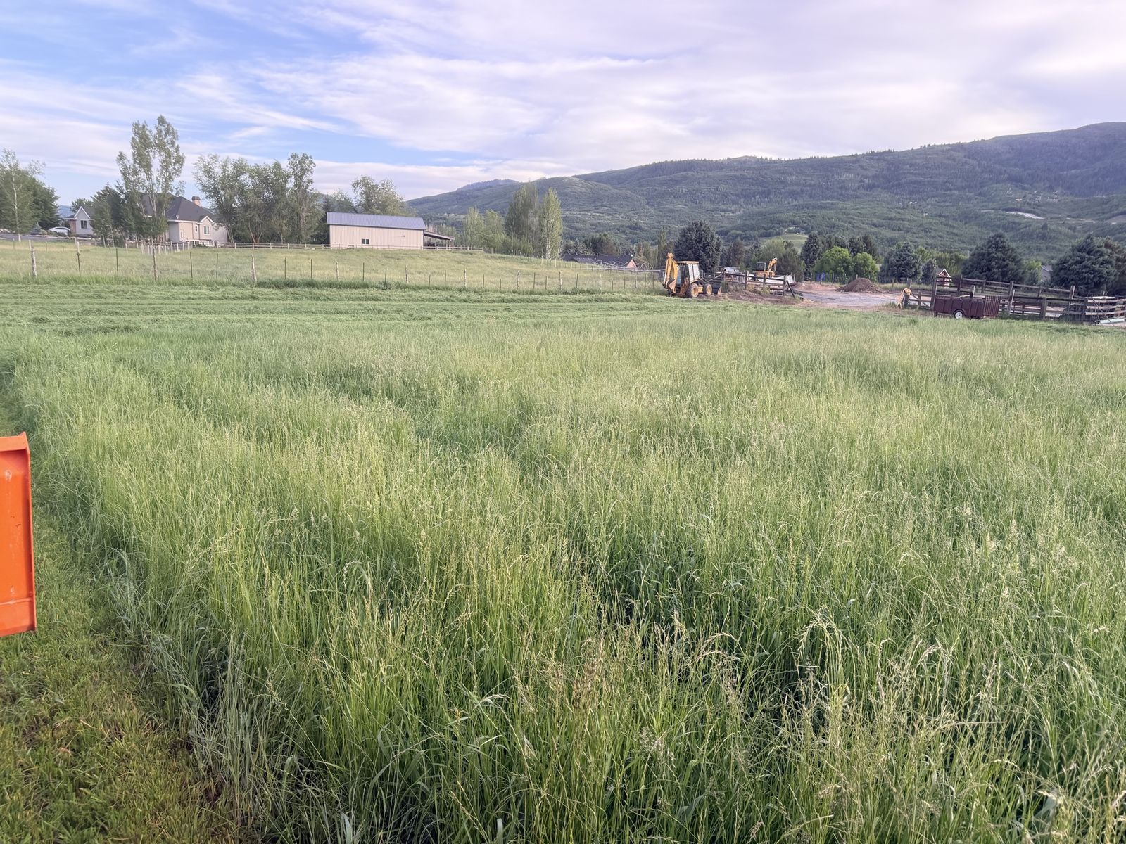 Clean Grass Hay
