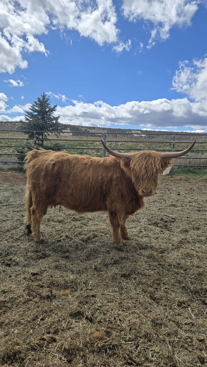 Scottish Highland Cow (can be registered)