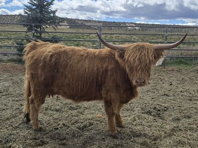 Scottish Highland Cow (can be registered)