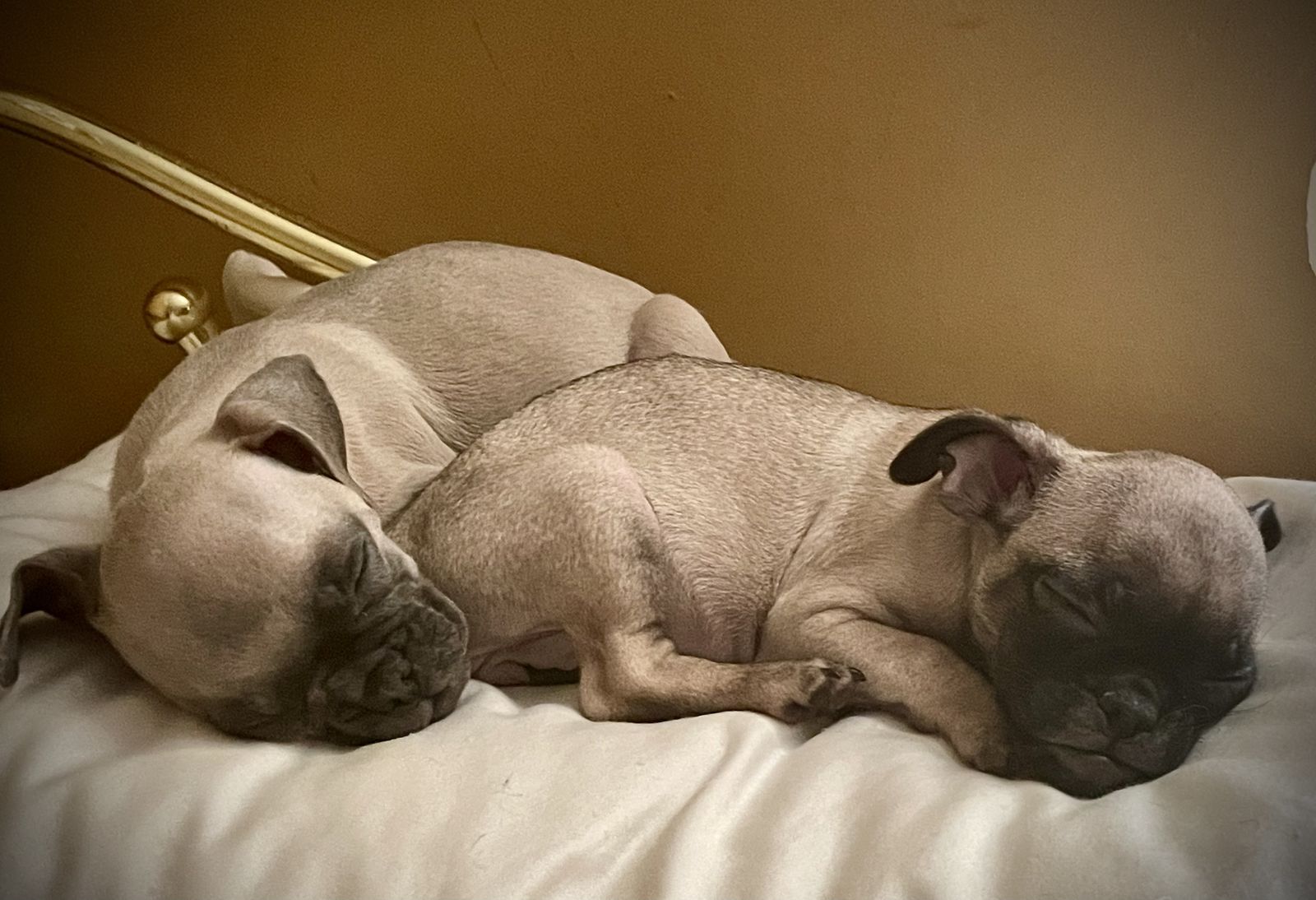 Old And Rady Frug Puppies - French Bulldog & Pug Mix (8.5 Weeks Old) | Dogs | KSL ...