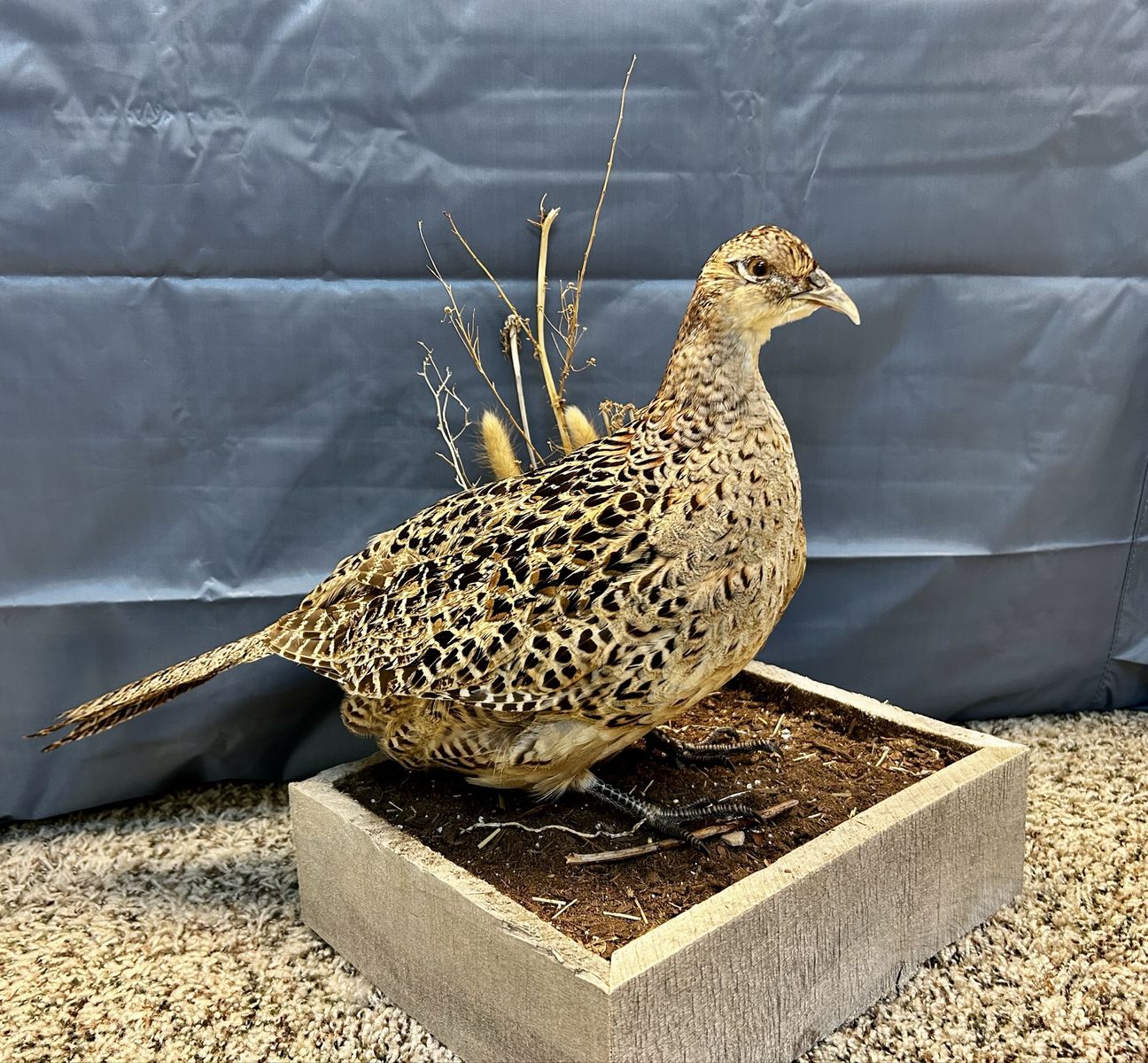 Taxidermy Female Ring-Necked Pheasant Mount with Wooden Display Base