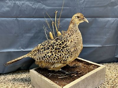 Taxidermy Female Ring-Necked Pheasant Mount with Wooden Display Base