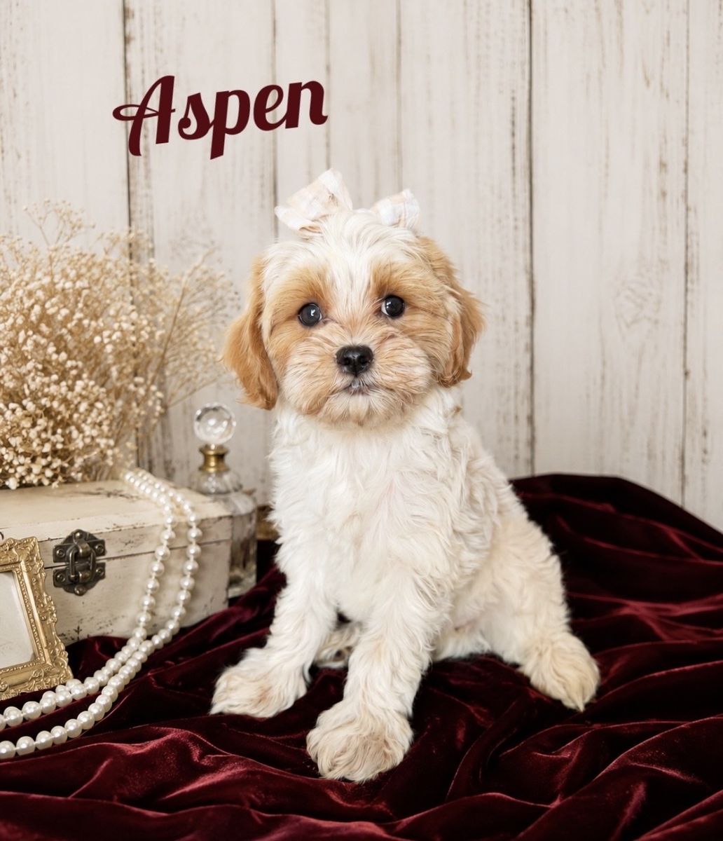 CUTEST TINY DOGS EVER!!! Maltese Cavapoo Puppies!!