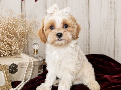 CUTEST TINY DOGS EVER!!! Maltese Cavapoo Puppies!!