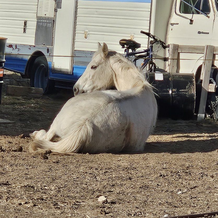 18yr old qt. horse mare
