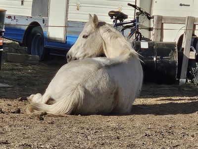 18yr old qt. horse mare