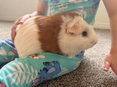 Two female guinea pigs