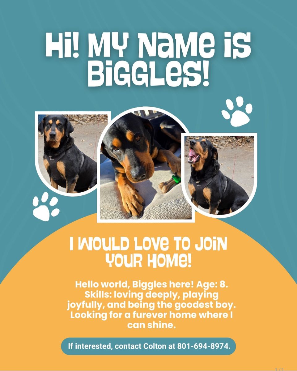 Senior pup needs a new family