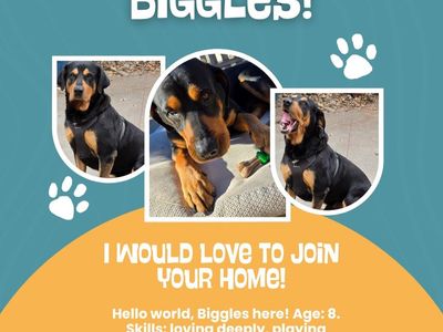 Senior pup needs a new family