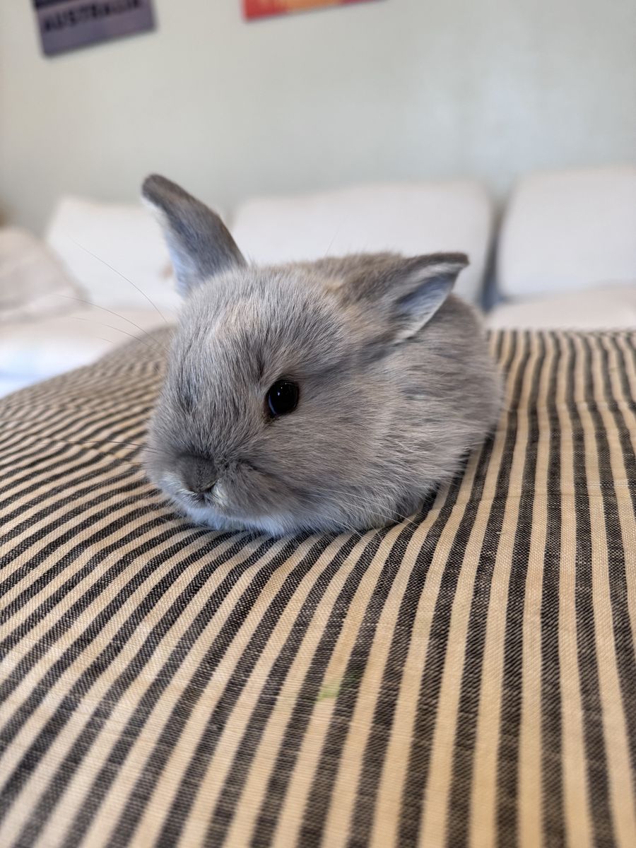 Baby Buck Bunny - Holland Lop Rex Mix