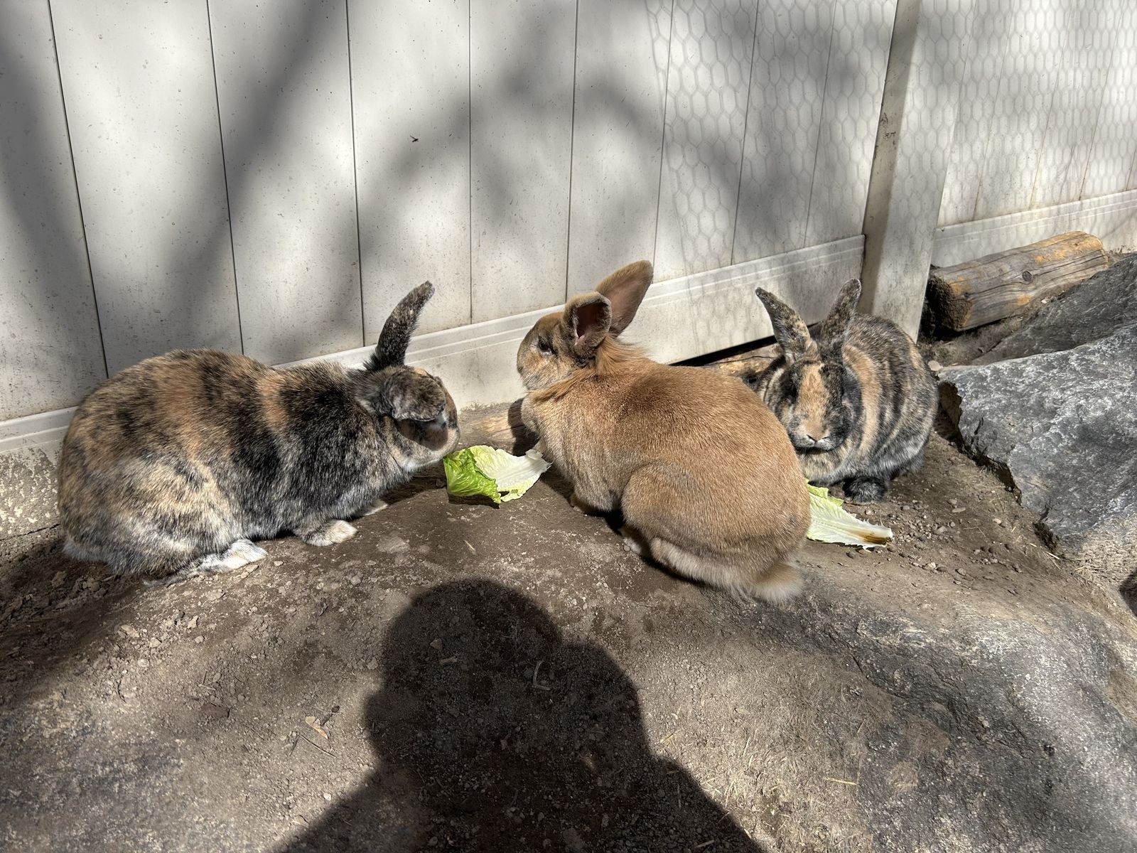 Free Outdoor Bunnies For Farm/ranch