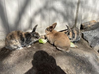 Free Outdoor Bunnies For Farm/ranch