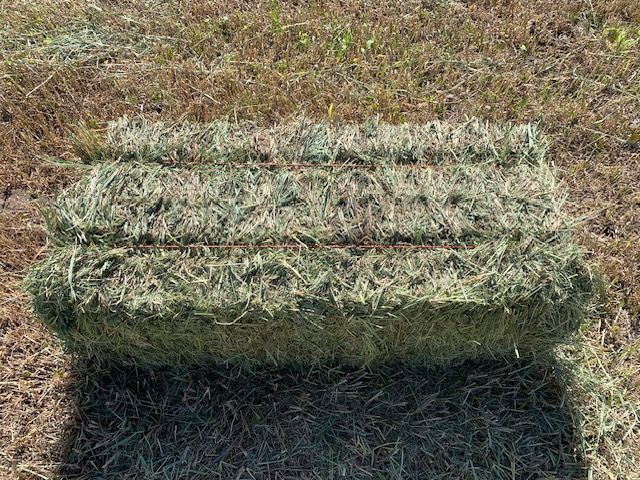 Freshly Baled Grass Hay - Premium Quality, Small Bales