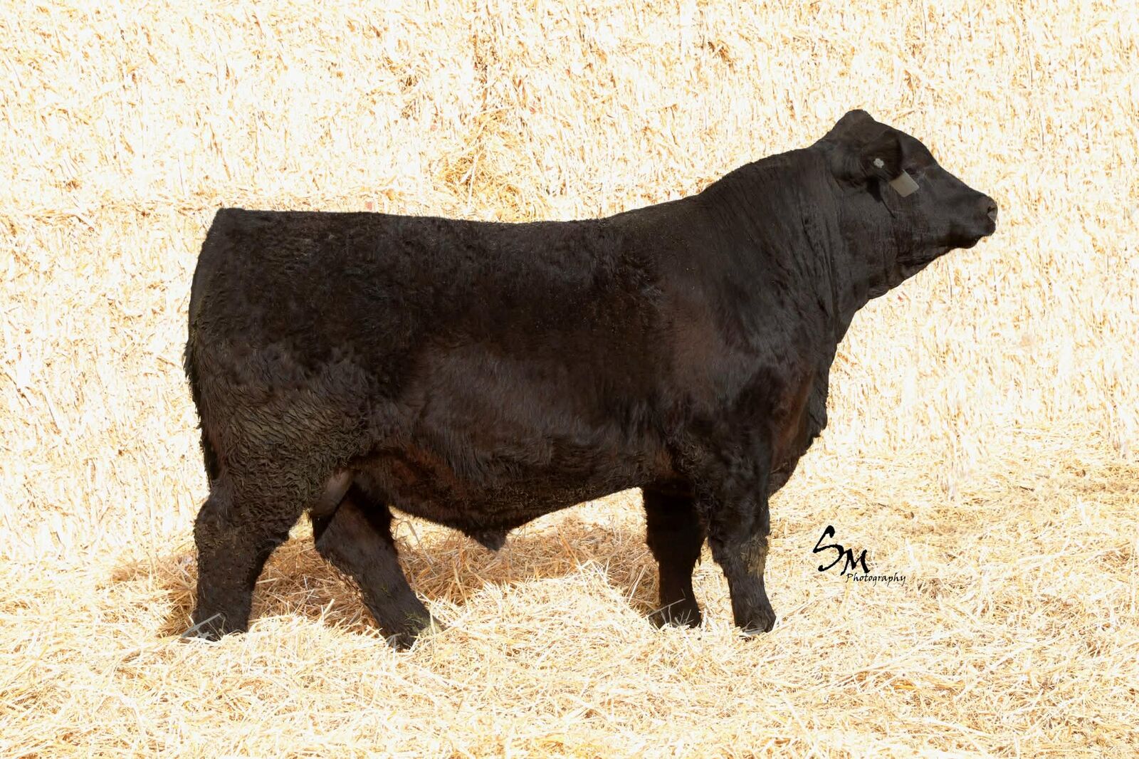 Miles High Angus Burton Simmental Bull Sale