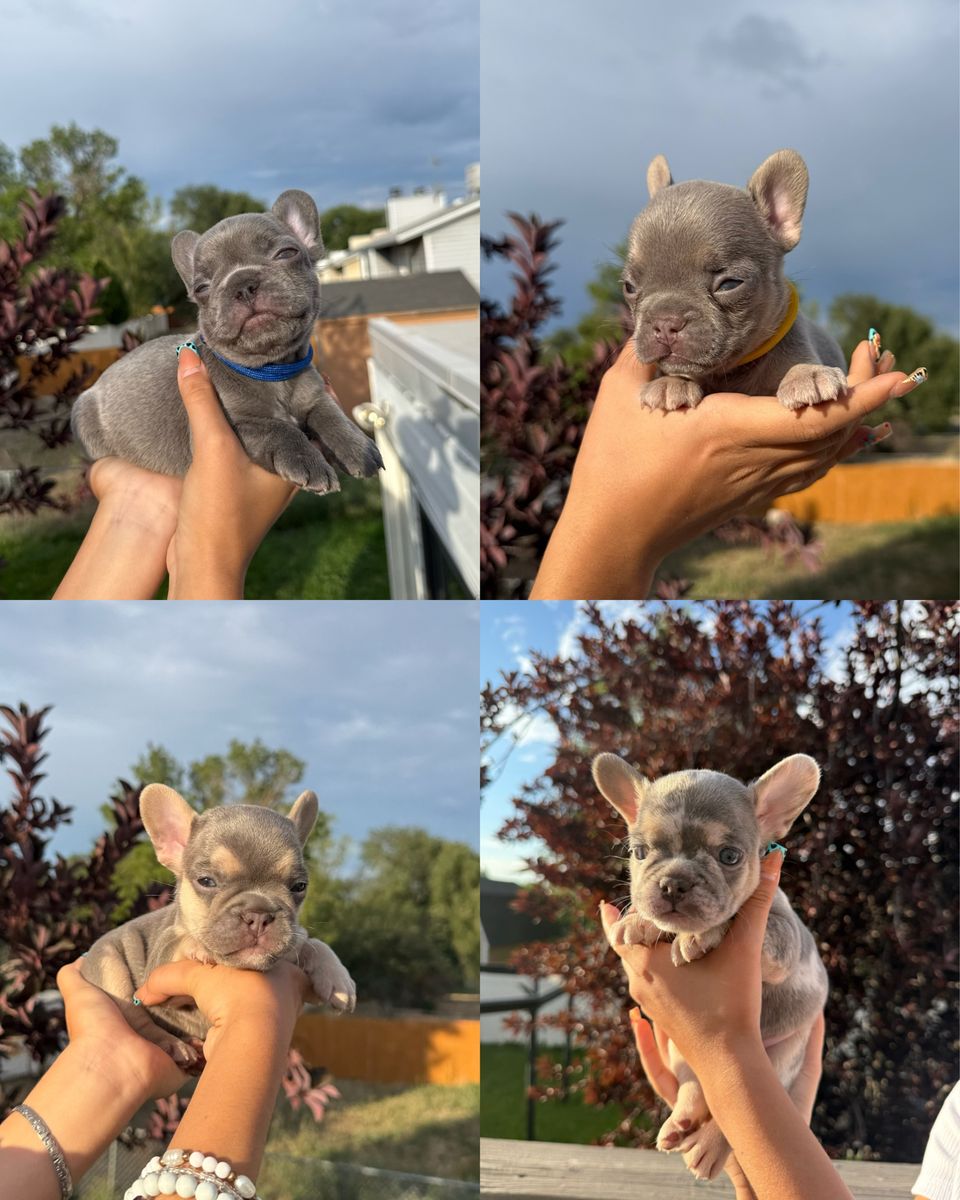 French Bulldog Puppies