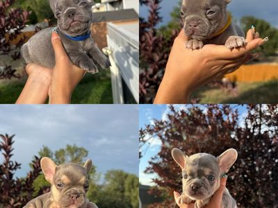 French Bulldog Puppies
