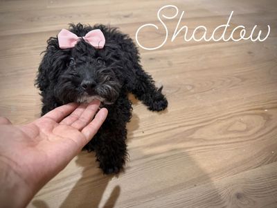 Mini poodle girls