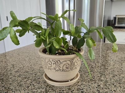Pink Flowering Cactus Plant in Decortive Pot