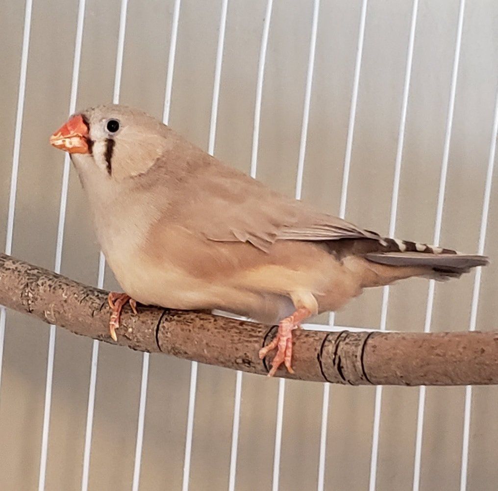 Female Zebra Finch (special needs)