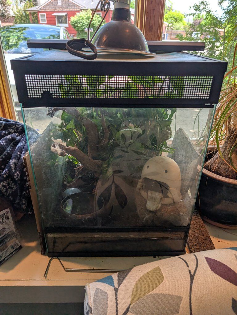 Brazilian Rainbow Boa with bioactive tank