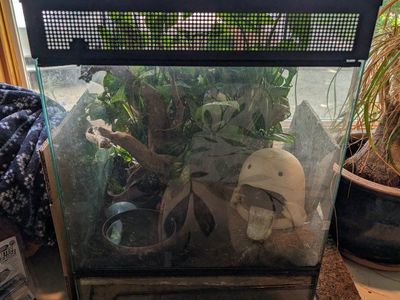 Brazilian Rainbow Boa with bioactive tank