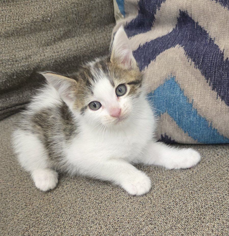 Sweet Kittens Ready for Their New Homes