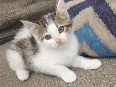 Sweet Kittens Ready for Their New Homes