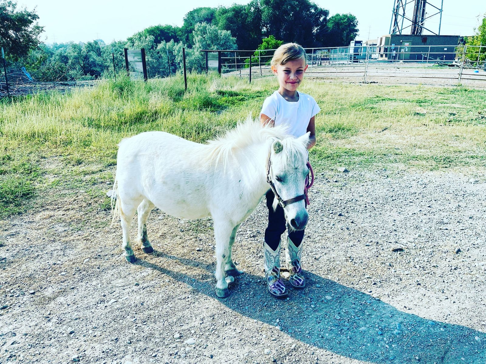 Miniature Horse Gelding