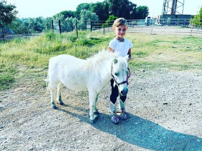 Miniature Horse Gelding