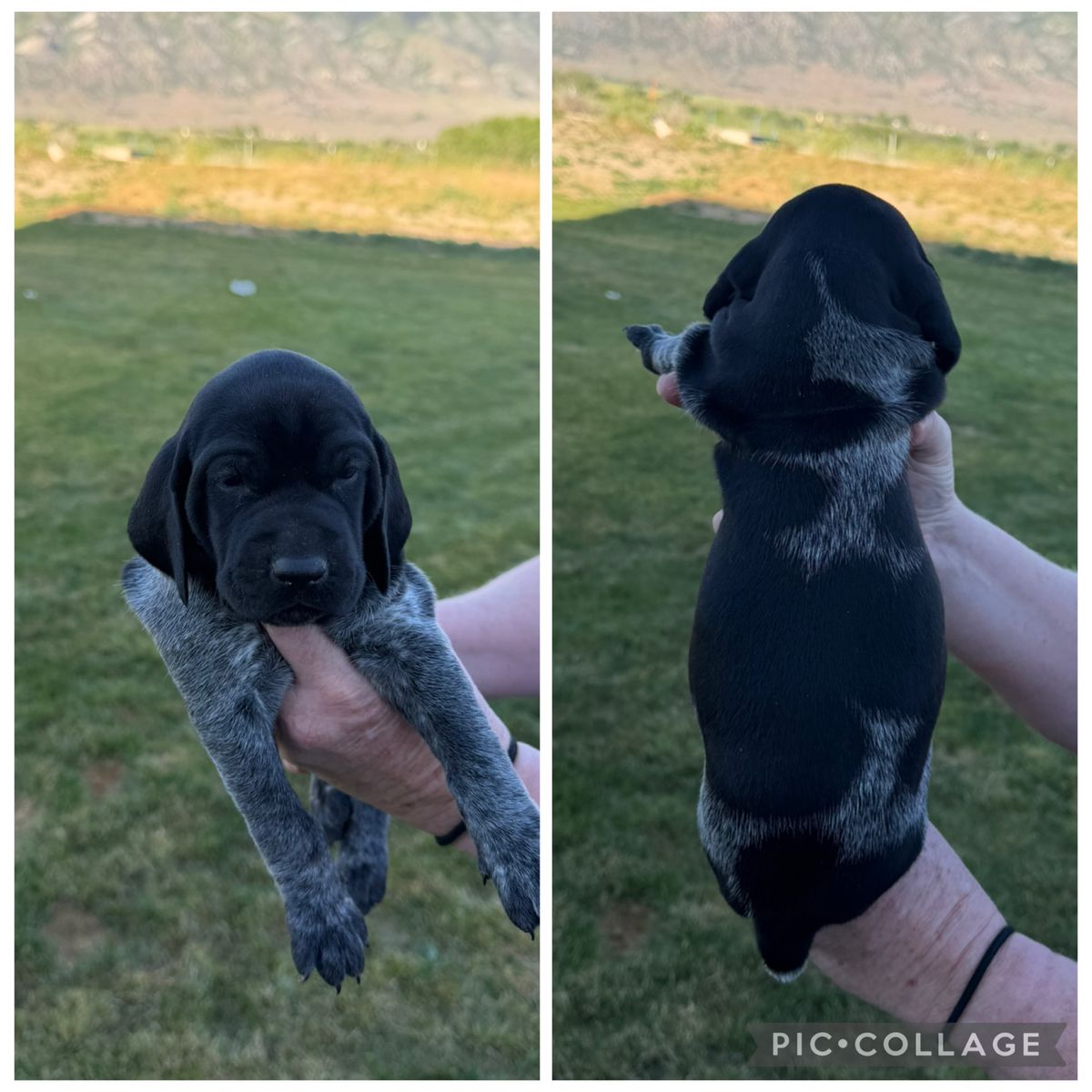 German shorthair pointer puppies