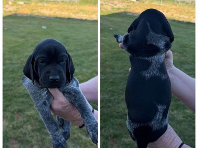 German shorthair pointer puppies