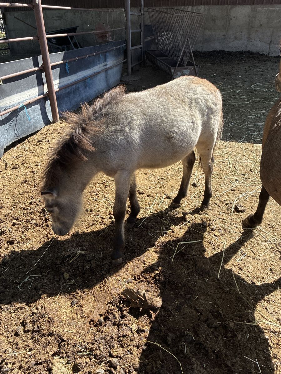 Mini/miniature horse colt