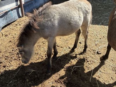 Mini/miniature horse colt
