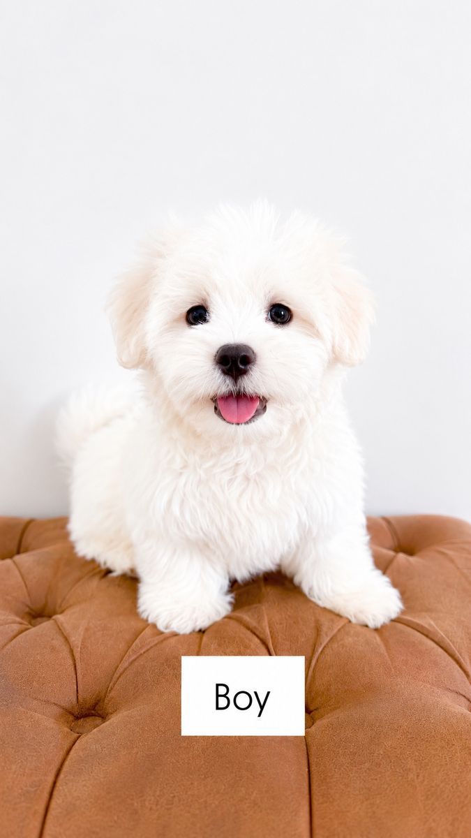 10wk Coton de Tulear Boy, Happy-Go-Lucky, Friendly, Easy to Train, like Poodle, Maltese, Westie, Bichon, etc.