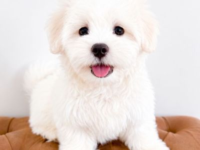 10wk Coton de Tulear Boy, Happy-Go-Lucky, Friendly, Easy to Train, like Poodle, Maltese, Westie, Bichon, etc.