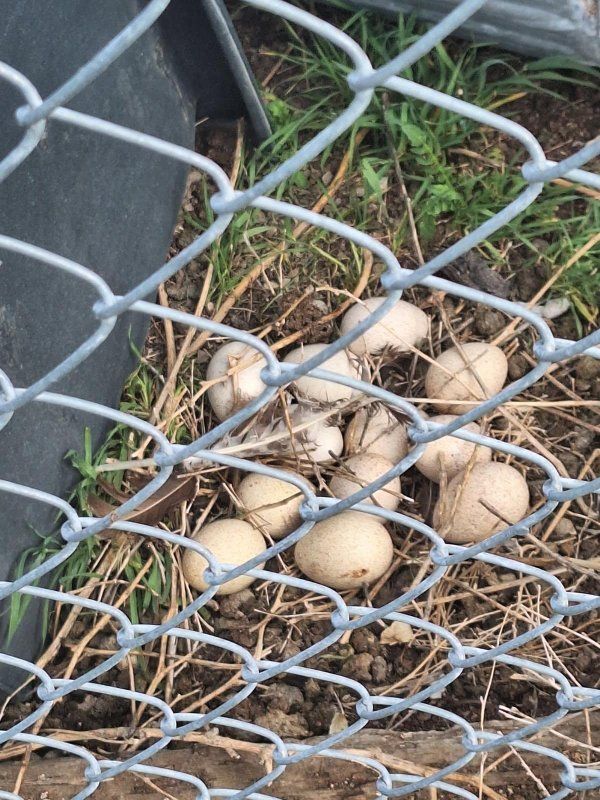 Standard Bronze Turkey poults $25.00 each