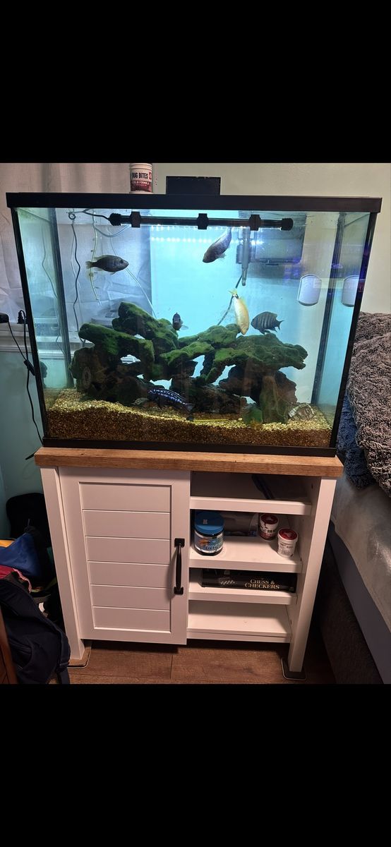 Complete Fish Tank Setup with Live Fish, Food, and Accessories - Ready for a New Home!
