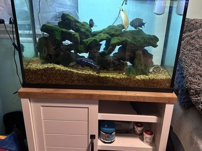 Complete Fish Tank Setup with Live Fish, Food, and Accessories - Ready for a New Home!