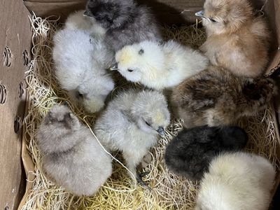 Silkie Chicks SALE